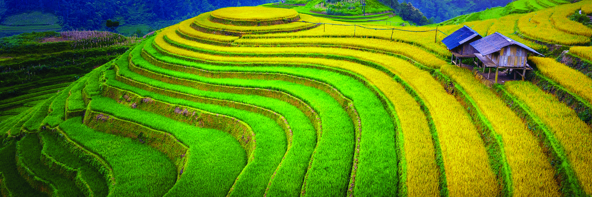 Des rizières en terrasses de Sa Pa aux lanternes de Hoi An